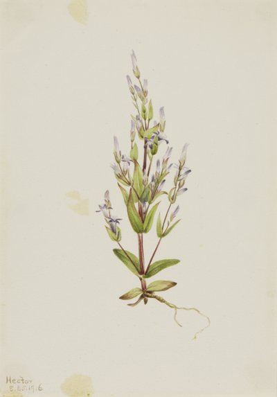 Ladder Gentian Gentiana acuta, 1916 by Mary Vaux Walcott