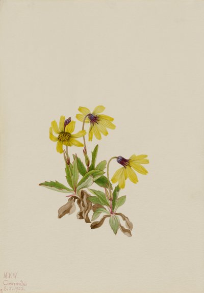 Lake Louise Arnica (Arnica louisiana) by Mary Vaux Walcott