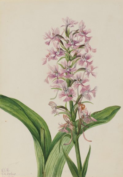 Large Purple Fringe-Orchid (Habenaria grandiflora) by Mary Vaux Walcott