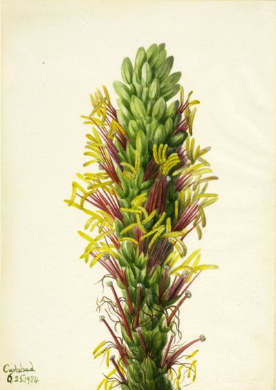 Lechuguilla Agave Lechuguilla by Mary Vaux Walcott