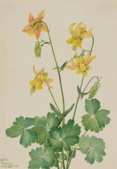 Lemon Columbine Aquilegia flavescens, 1925 by Mary Vaux Walcott