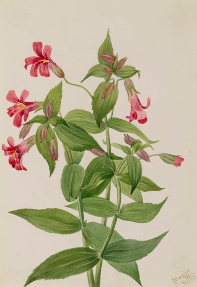Lewis Monkey Flower Mimulus lewisii by Mary Vaux Walcott