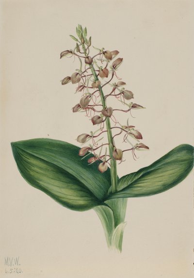 Lily Twayblade, 1920 by Mary Vaux Walcott