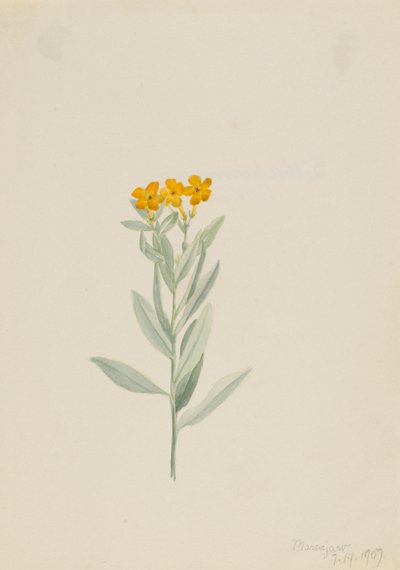 Lithospermum canescens by Mary Vaux Walcott