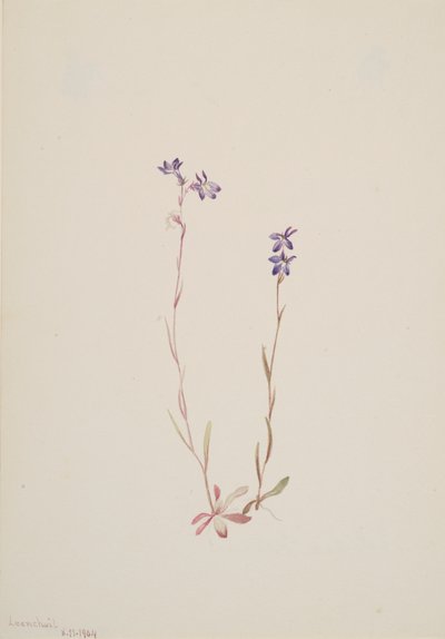 Lobelia Kalmii by Mary Vaux Walcott
