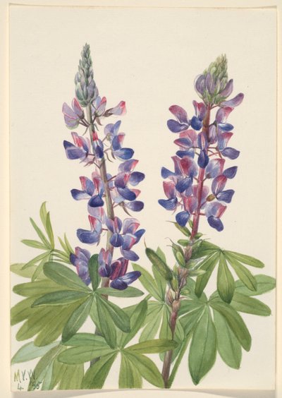 Lupine (Lupinus fornosus) by Mary Vaux Walcott