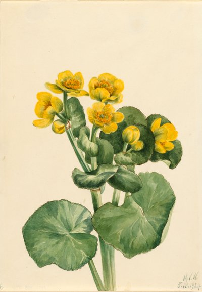 Marsh Marigold by Mary Vaux Walcott