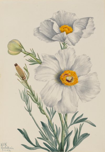 Matilija Poppy Romneya coulteri, 1931 by Mary Vaux Walcott