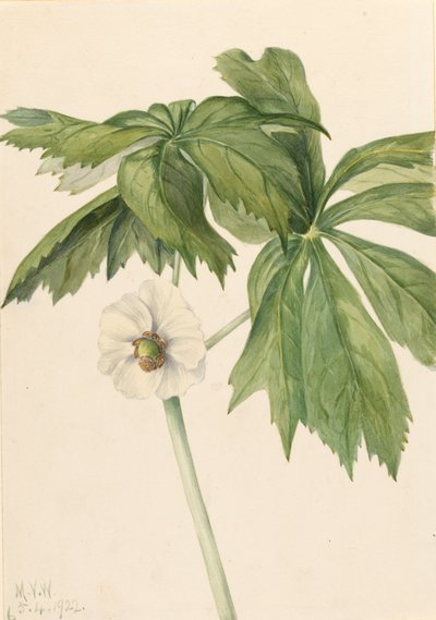 Mayapple Podophyllum Peltatum by Mary Vaux Walcott