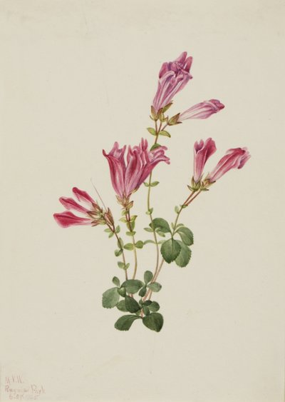 Menzies Pentstemon, 1925 by Mary Vaux Walcott