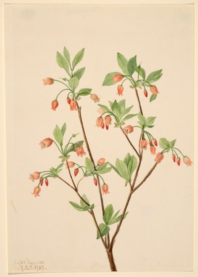 Menziesea Menziesea glabella by Mary Vaux Walcott