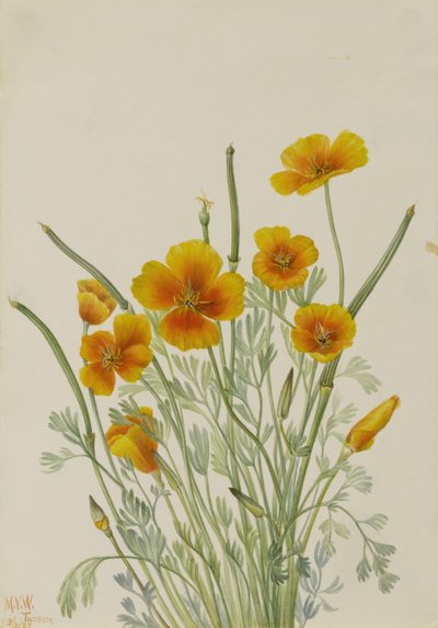 Mexican Poppy by Mary Vaux Walcott