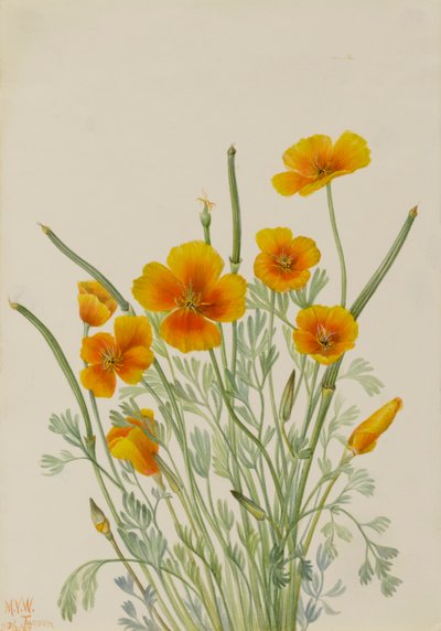 Mexican Poppy, 1927 by Mary Vaux Walcott