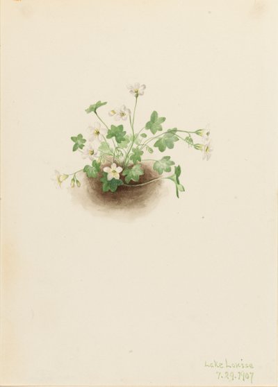 Mistmaiden Romanzoffia sitchensis, 1907 by Mary Vaux Walcott