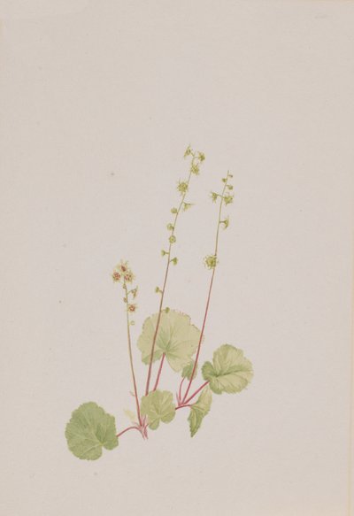 Mitella nuda, ca. 1900-1920 by Mary Vaux Walcott
