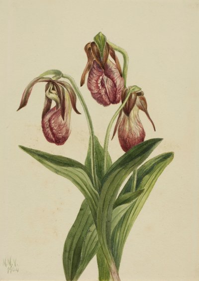 Moccasin Flower Cypripedium Acaule by Mary Vaux Walcott