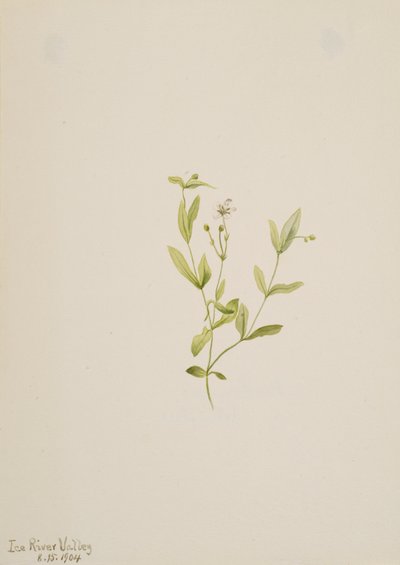 Moehringia laberiflora, 1904 by Mary Vaux Walcott