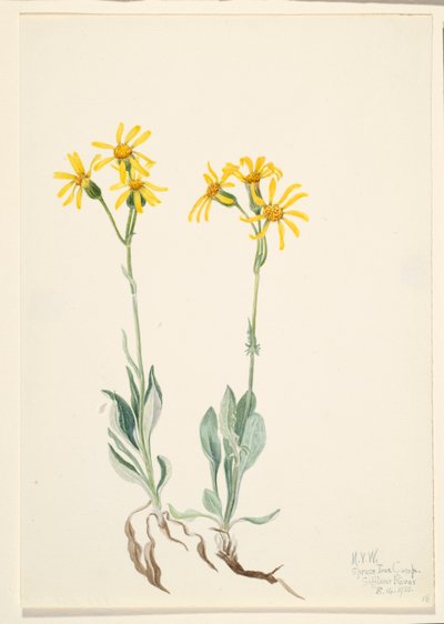 Montana Parnassia by Mary Vaux Walcott