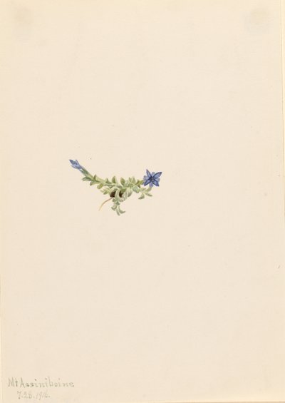 Moss Gentian by Mary Vaux Walcott