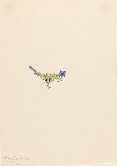 Moss Gentian, 1916 by Mary Vaux Walcott