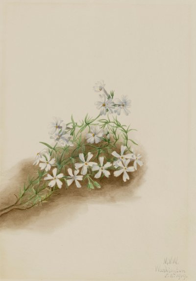 Moss Pink Phlox Subulate by Mary Vaux Walcott