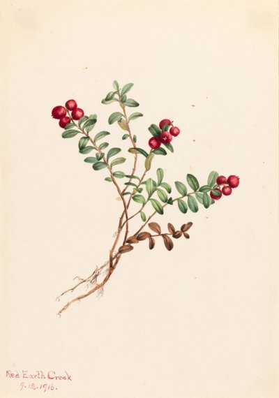 Mountain Cranberry by Mary Vaux Walcott