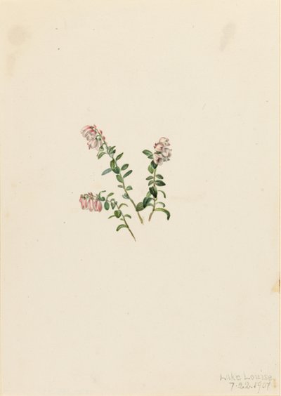 Mountain Cranberry by Mary Vaux Walcott