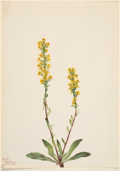 Mountain Goldenrod by Mary Vaux Walcott