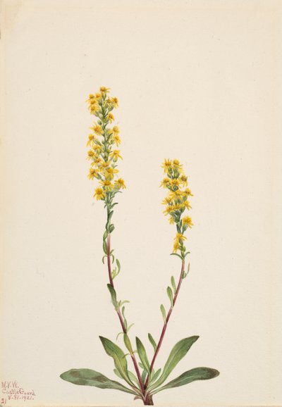 Mountain Goldenrod, 1921 by Mary Vaux Walcott