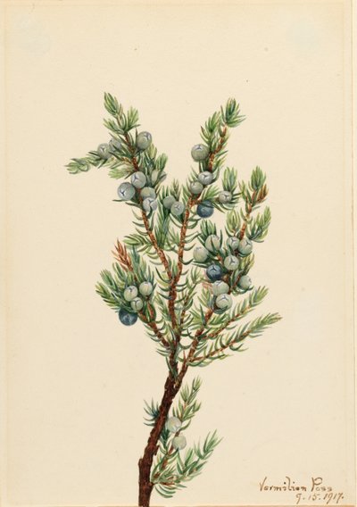 Mountain Juniper (Juniperus sibirica) by Mary Vaux Walcott