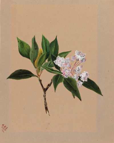 Mountain Laurel, 1879 by Mary Vaux Walcott