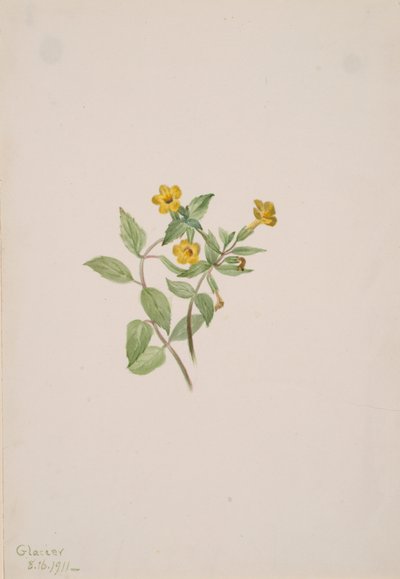 Musk-Flower Mimulus moschatus by Mary Vaux Walcott