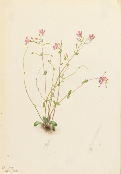 Naiad Spring Beauty Claytonia parvifolia, 1905 by Mary Vaux Walcott