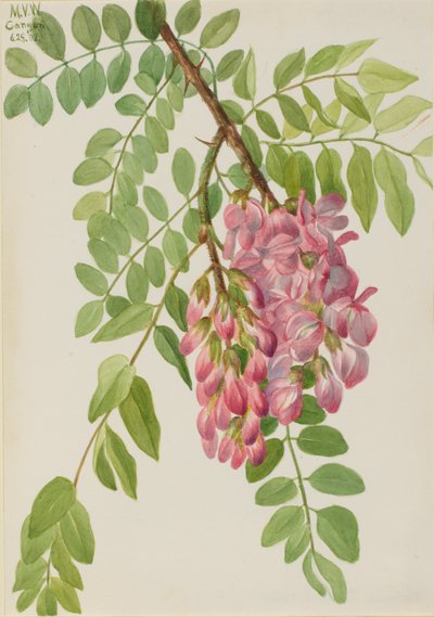 New Mexican Locust Robinia neomexicana by Mary Vaux Walcott