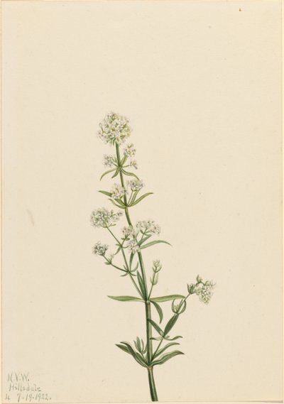 Northern Bedstraw by Mary Vaux Walcott
