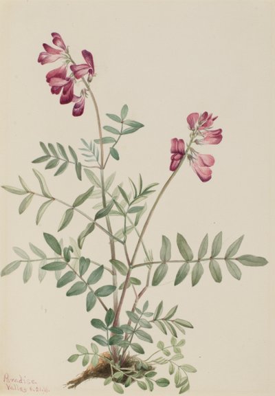 Northern Hedysarum by Mary Vaux Walcott