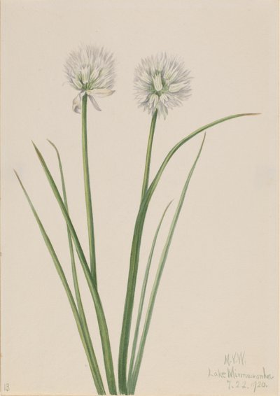 Northern Onion Allium sibiricum, 1920 by Mary Vaux Walcott