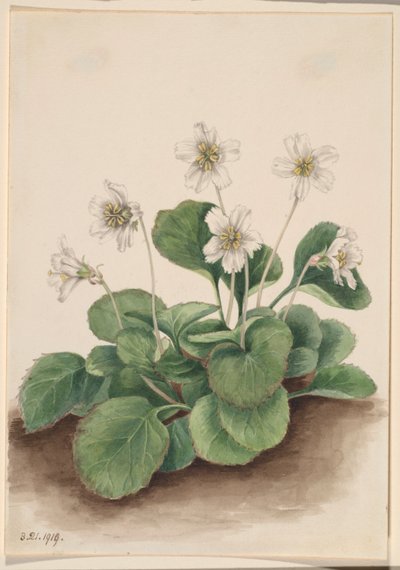 Oconee-Bells (Shortia galacifolia) by Mary Vaux Walcott