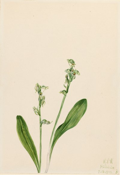 One-Leaf-Bog-Orchid by Mary Vaux Walcott