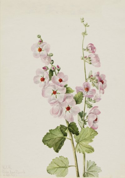 Orange-Eye Globemallow, 1926 by Mary Vaux Walcott