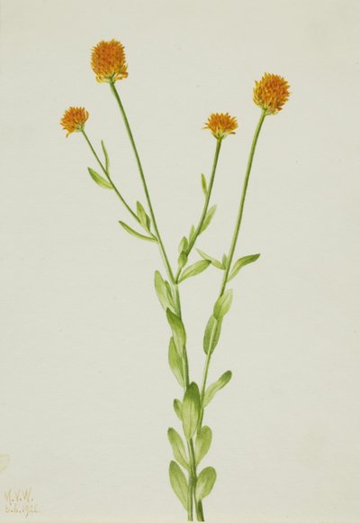 Orange Polygala Polygala lutea by Mary Vaux Walcott