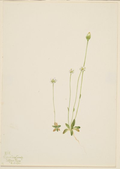Oxytropis aepicola by Mary Vaux Walcott