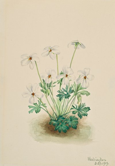 Pansy Violet by Mary Vaux Walcott