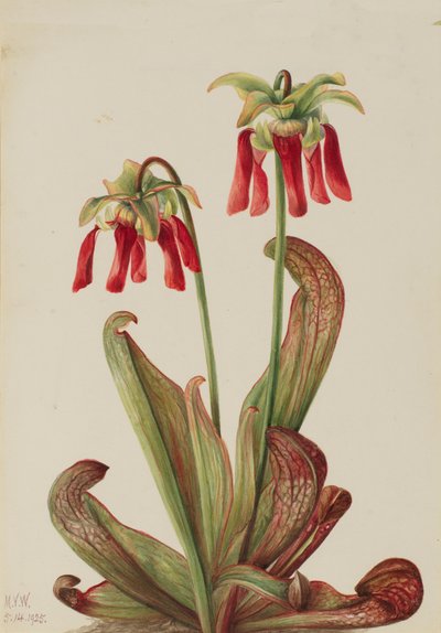 Parrot Pitcherplant Sarracenia Psittacina by Mary Vaux Walcott