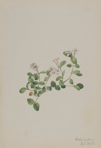 Partridgeberry by Mary Vaux Walcott