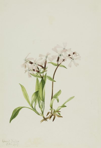 Peatpink (Silene caroliniana) by Mary Vaux Walcott