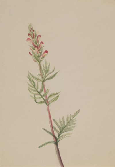 Pedicularis bracteosa by Mary Vaux Walcott