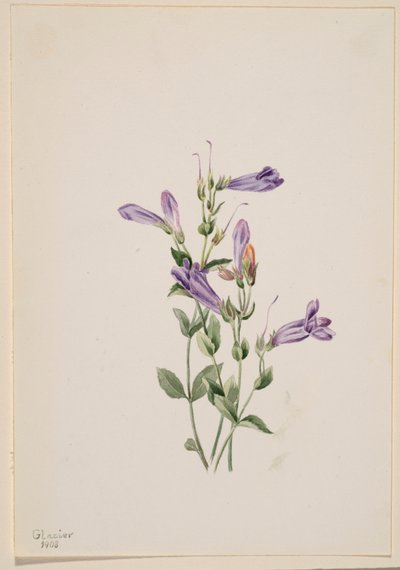 Penstemon (Penstimon fruiticosus) by Mary Vaux Walcott