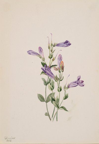 Penstemon, 1903 by Mary Vaux Walcott