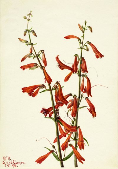 Pentstemon Pentstemon Barbatus, 1934 by Mary Vaux Walcott